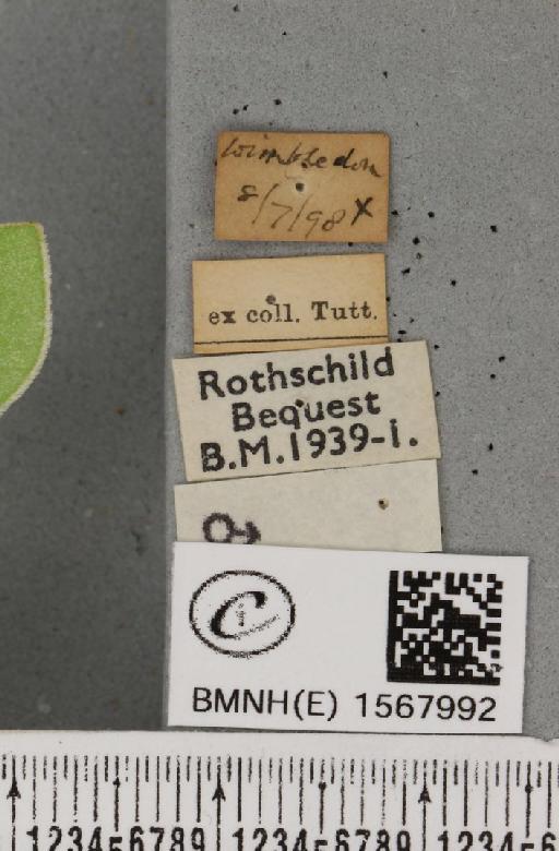 Bena bicolorana (Fuessly, 1775) - BMNHE_1567992_label_293438