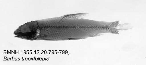 Barbus tropidolepis Boulenger, 1900 - BMNH1955.12.20.795-799, Barbus tropidolepis