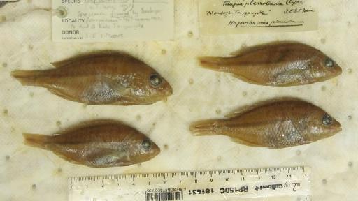 Tilapia pleurotaenia Boulenger, 1901 - BMNH 1906.9.6.139-145, LECTOTYPE & PARALECTOTYPES, Tilapia pleurotaenia b