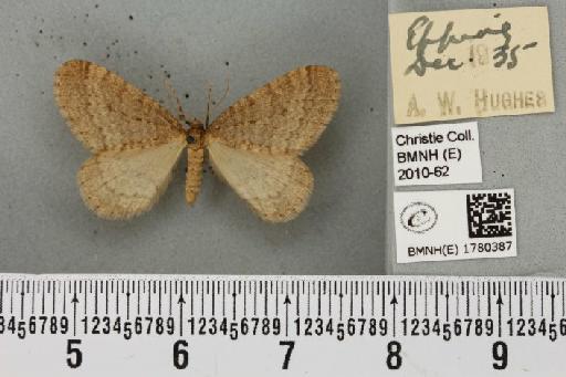 Operophtera brumata (Linnaeus, 1758) - BMNHE_1780387_358927