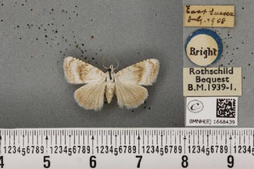 Meganola albula (Denis & Schiffermüller, 1775) - BMNHE_1668439_291128