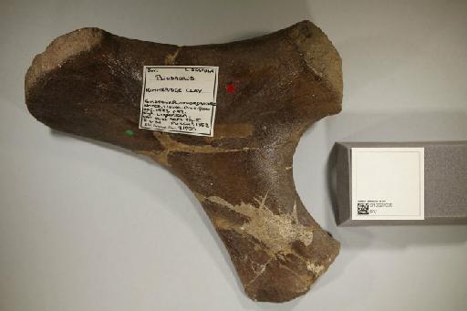 Pliosaurus macromerus Phillips, 1871 - 010027039_L010221789