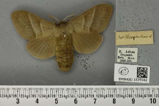 Macrothylacia rubi (Linnaeus, 1758) - BMNHE_1525542_196274