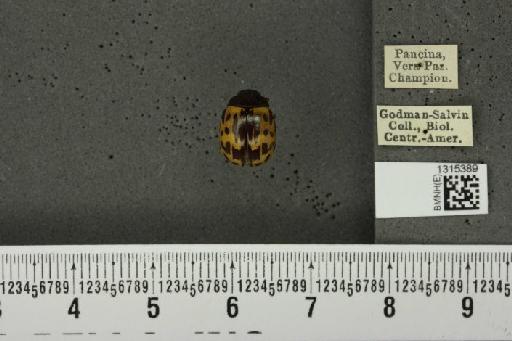 Leptinotarsa belti (Jacoby, 1879) - BMNHE_1315389_14870