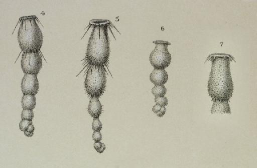 Sagrina virgula Brady, 1879 - ZF2360_76_4_Siphogenerina.jpg