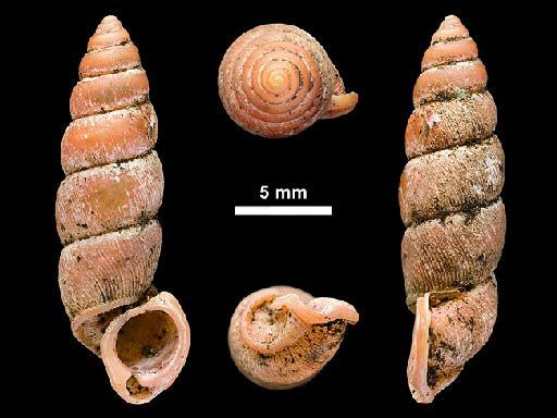 Cataulus calcatensis Blanford, 1869 - 1875.3.6.83, Cataulus calcatensis Blanford, 1869