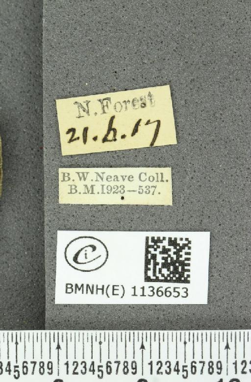 Neozephyrus quercus (Linnaeus, 1758) - BMNHE_1136653_label_94393