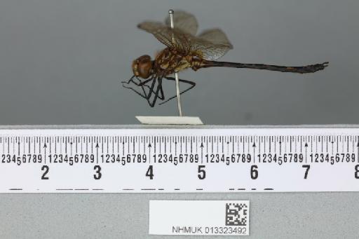 Dythemis broadwayi Kirby, 1894 - 013323492_lateral