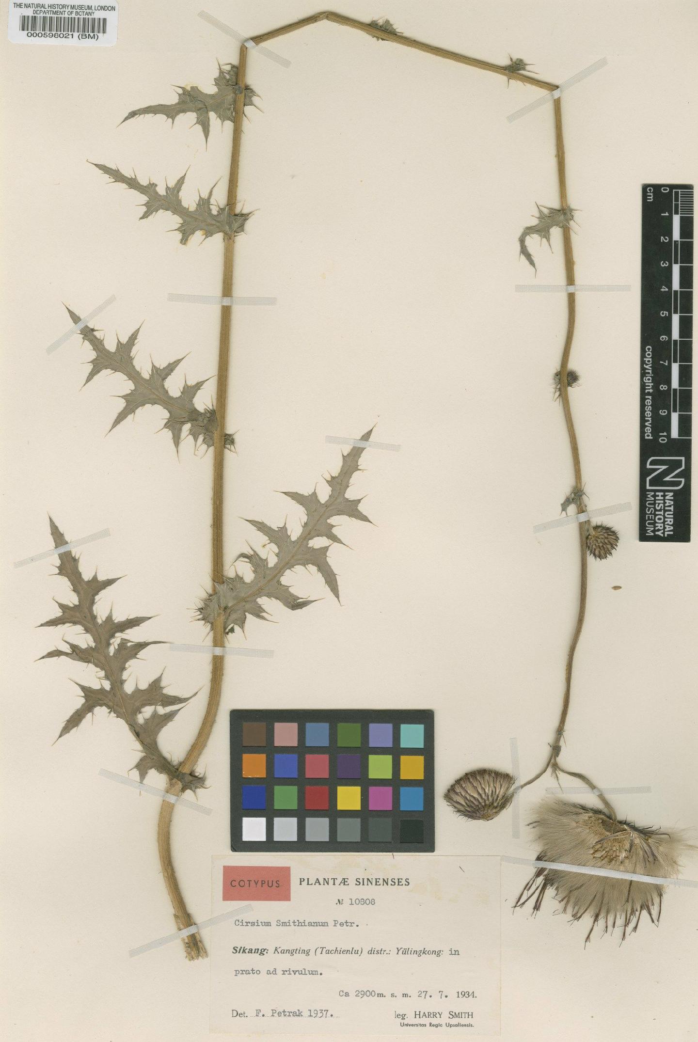 To NHMUK collection (Cirsium smithianum Petr; Isotype; NHMUK:ecatalogue:4982065)