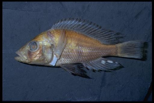 Haplochromis simpsoni Greenwood, 1965 - Haplochromis simpsoni; 1964.7.1.12