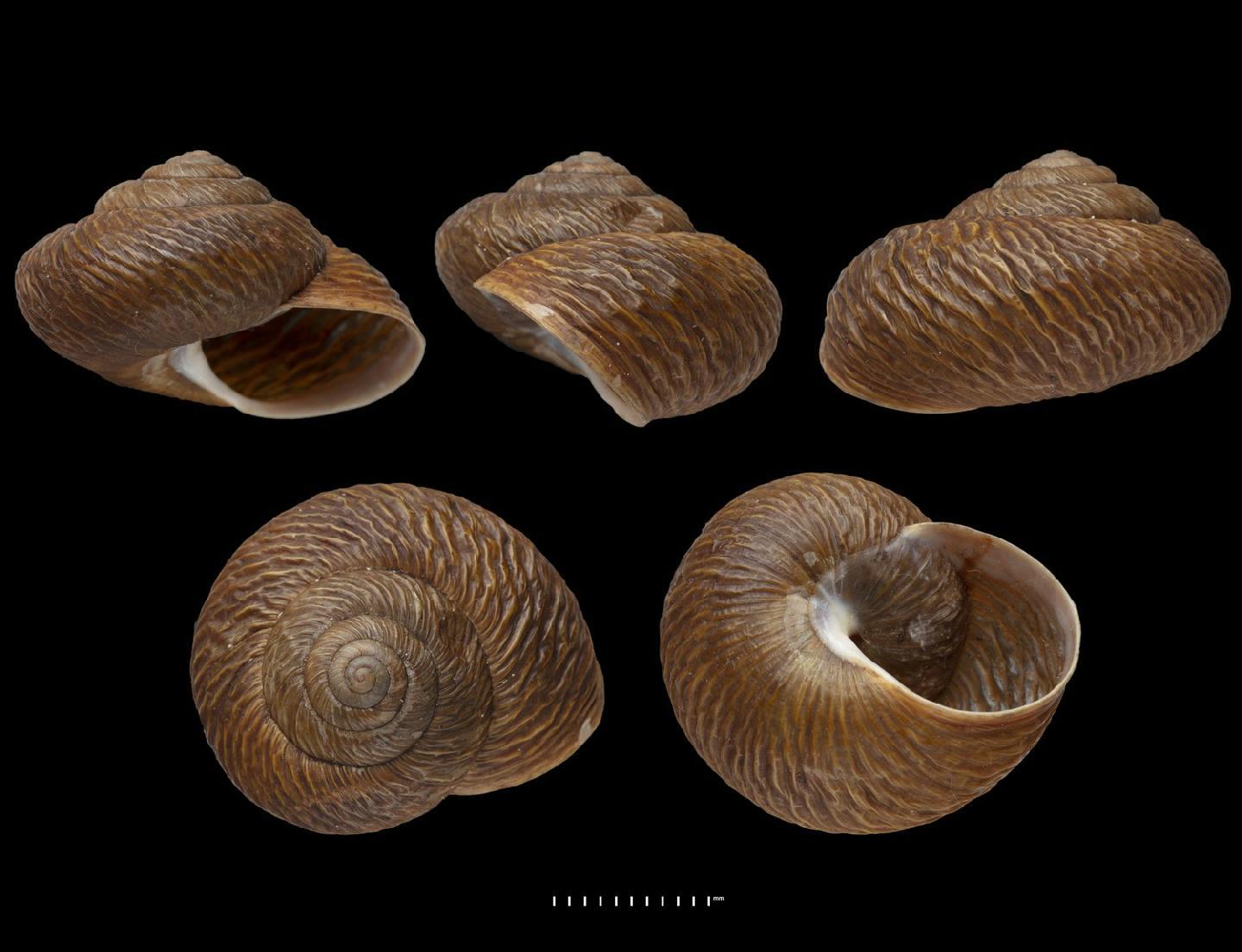 To NHMUK collection (Helix (Helicogena) undata Lowe, 1831; SYNTYPE; NHMUK:ecatalogue:2437862)