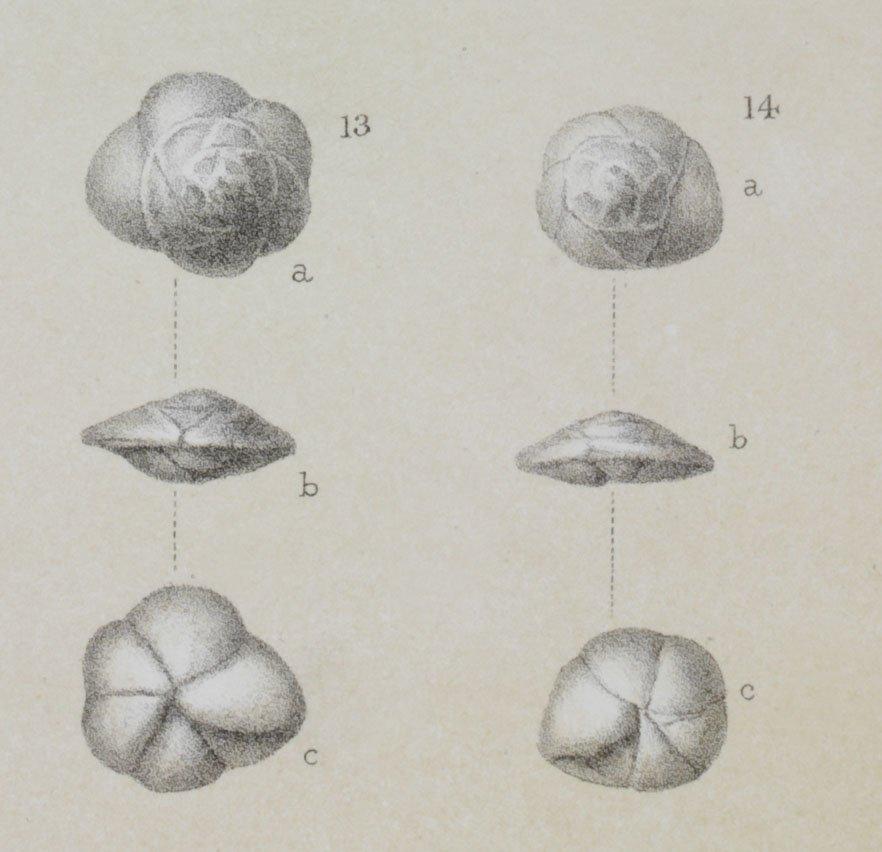 To NHMUK collection (Pulvinulina exigua Brady, 1884; Syntype; NHMUK:ecatalogue:3093046)