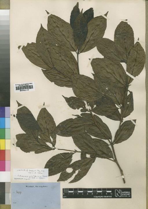 Rothmannia urcelliformis (Hiern) Robyns - BM000924146