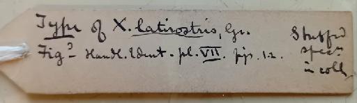 Xenurus latirostris Gray 1873 - Xenurus latirostris Label 1 Back