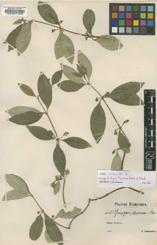 Alyxia reinwardtii Blume - BM000508477