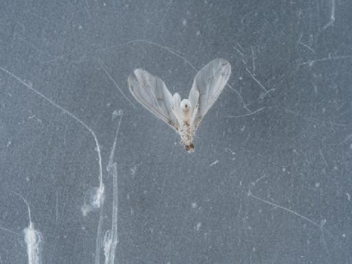 Conwentzia psociformis (Curtis, 1834) - 014551785_5