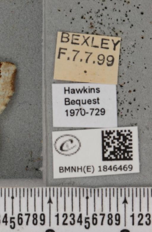 Macaria notata (Linnaeus, 1758) - BMNHE_1846469_label_420503