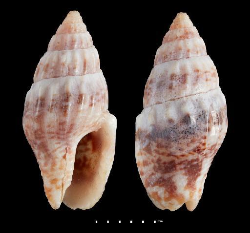 Columbella varicosa Gaskoin, 1852 - 196952B