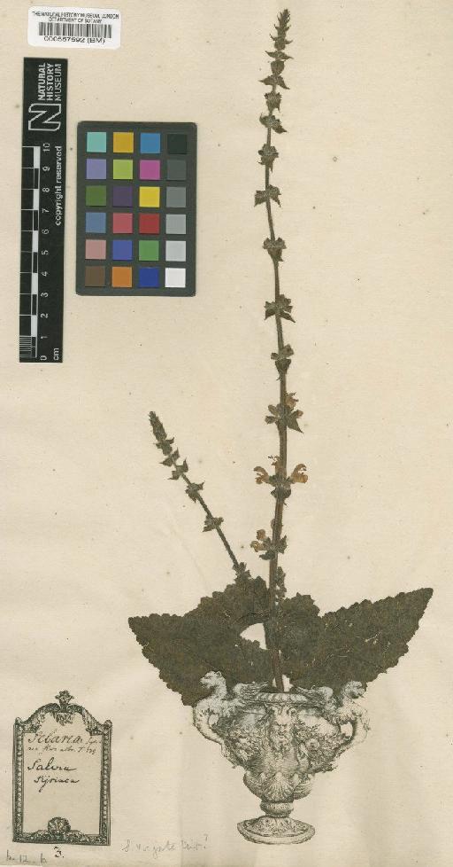 Salvia syriaca L. - BM000557592