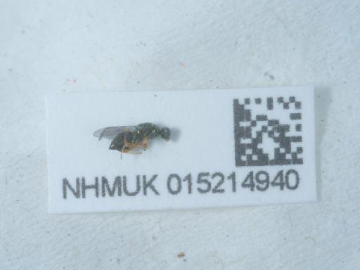 Torymus (Torymus) rubi (Schrank, 1781) - 015214940_3
