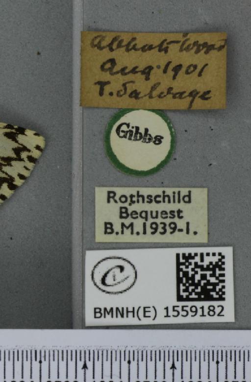 Lymantria monacha ab. mediofasciata Lempke, 1947 - BMNHE_1559182_label_251887