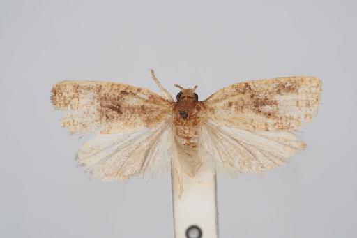 Archips semistructa Meyrick - Archips_semistructa_Meyrick_1937_Holotype_BMNH(E)#1055367_image001