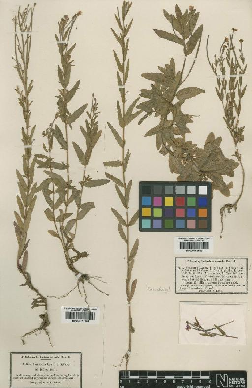Epilobium tetragonum subsp. lamyi (Schultz) Nyman - BM000751909