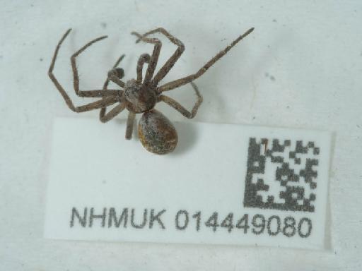 Philodromus collinus C.L. Koch, 1835 - 014449080_3