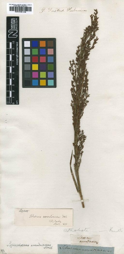 Tetraria arundinacea (Sol. ex Vahl) T.Koyama - BM000991058