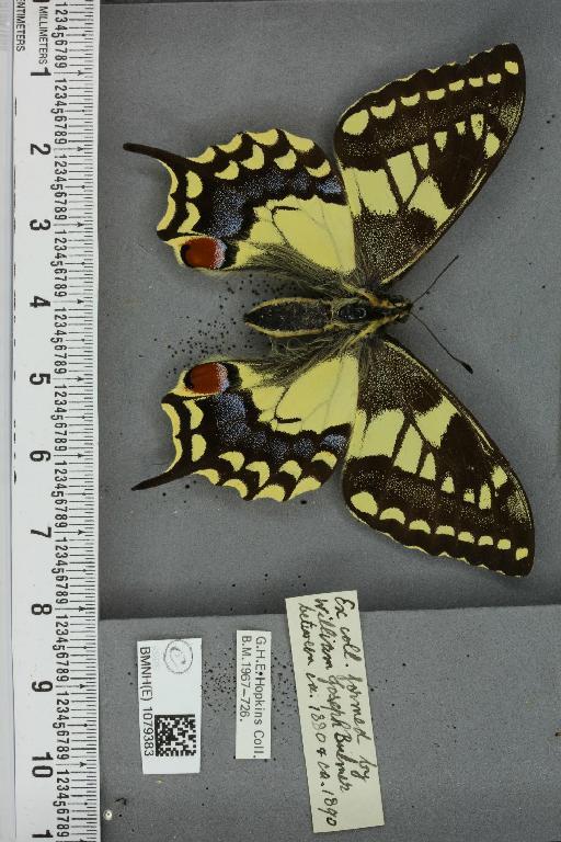 Papilio machaon britannicus Seitz, 1907 - BMNHE_1079383_64281