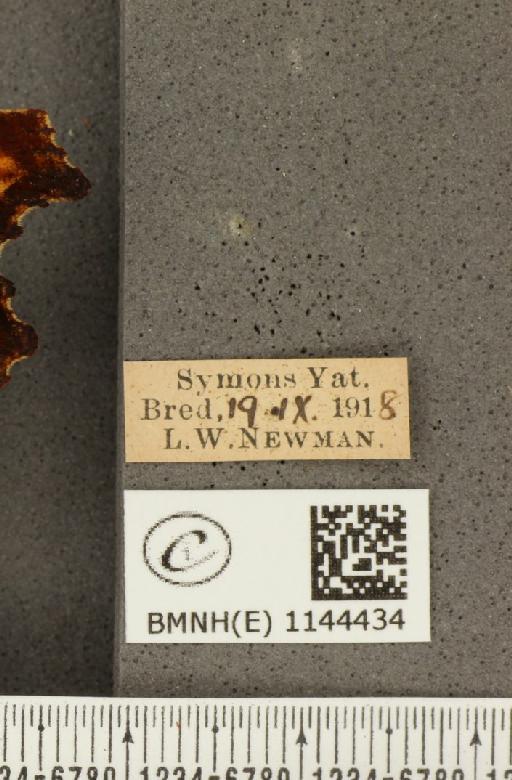 Polygonia c-album (Linnaeus, 1758) - BMNHE_1144434_label_98348