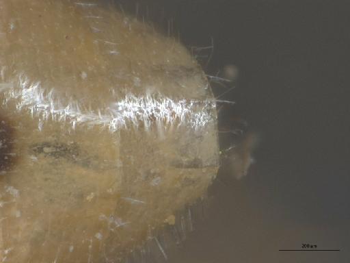 Heterotropus Loew, 1873 - 010629077_Heterotropus_indet_terminalia_dorsal_Nonntype