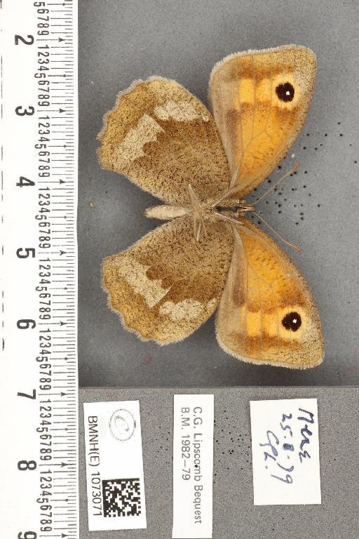 Maniola jurtina insularis ab. fracta Zweigelt, 1918 - BMNHE_1073071_39798