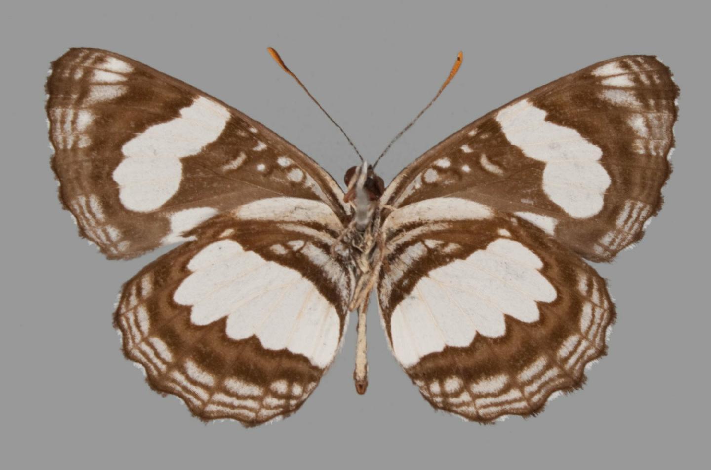Neptis jordani thumbnail