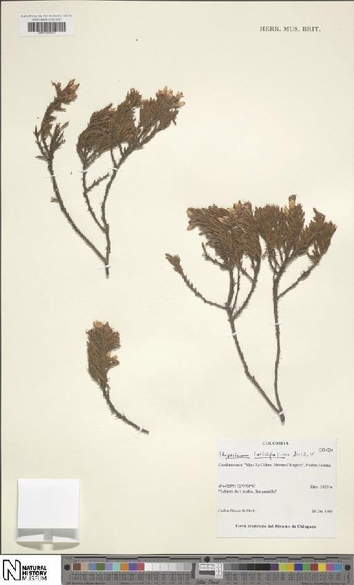 Hypericum laricifolium Juss. - BM001206652