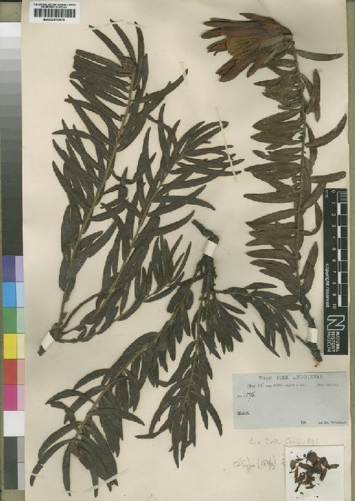 Protea paludosa (Hiern) Engl. - BM000910674