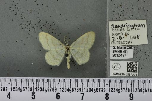 Scopula floslactata floslactata (Haworth, 1809) - BMNHE_1587338_271737