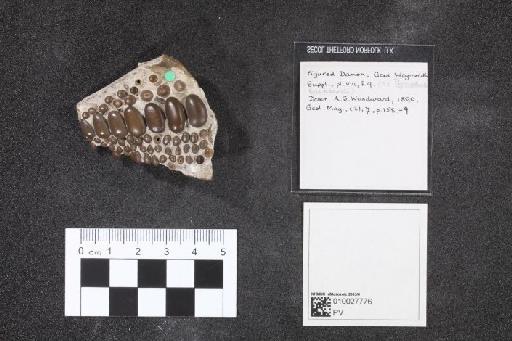 Mesodon damoni Smith Woodward, 1890 - 010027776_L010041366_(1)