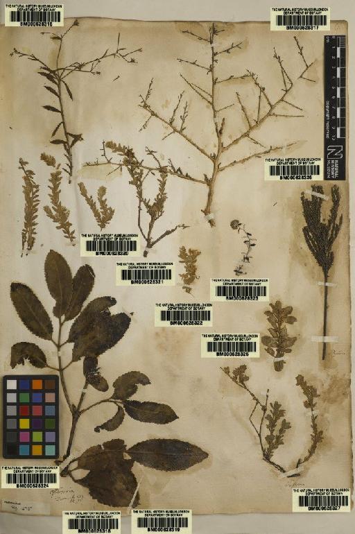 Plantae Haeckel - BM000628320