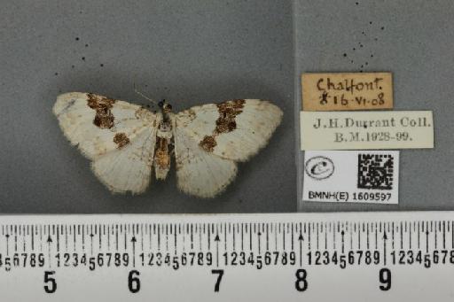 Xanthorhoe montanata montanata ab. degenerata Prout, 1896 - BMNHE_1609597_312186