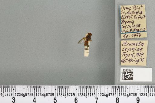 Bactrocera (Bactrocera) bryoniae (Tryon, 1927) - BMNHE_1434577_28439