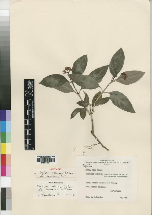 Psychotria amboniana Schum - BM000903598