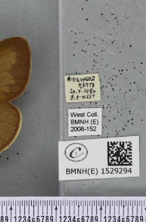 Macrothylacia rubi (Linnaeus, 1758) - BMNHE_1529294_label_196764