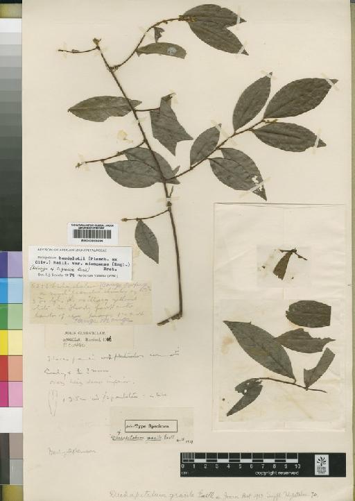 Dichapetalum heudelotii var. ndongense (Engl.) Breteler - BM000833694