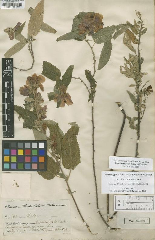 Tarasa mandonii (Baker f.) Kearney - BM000571082