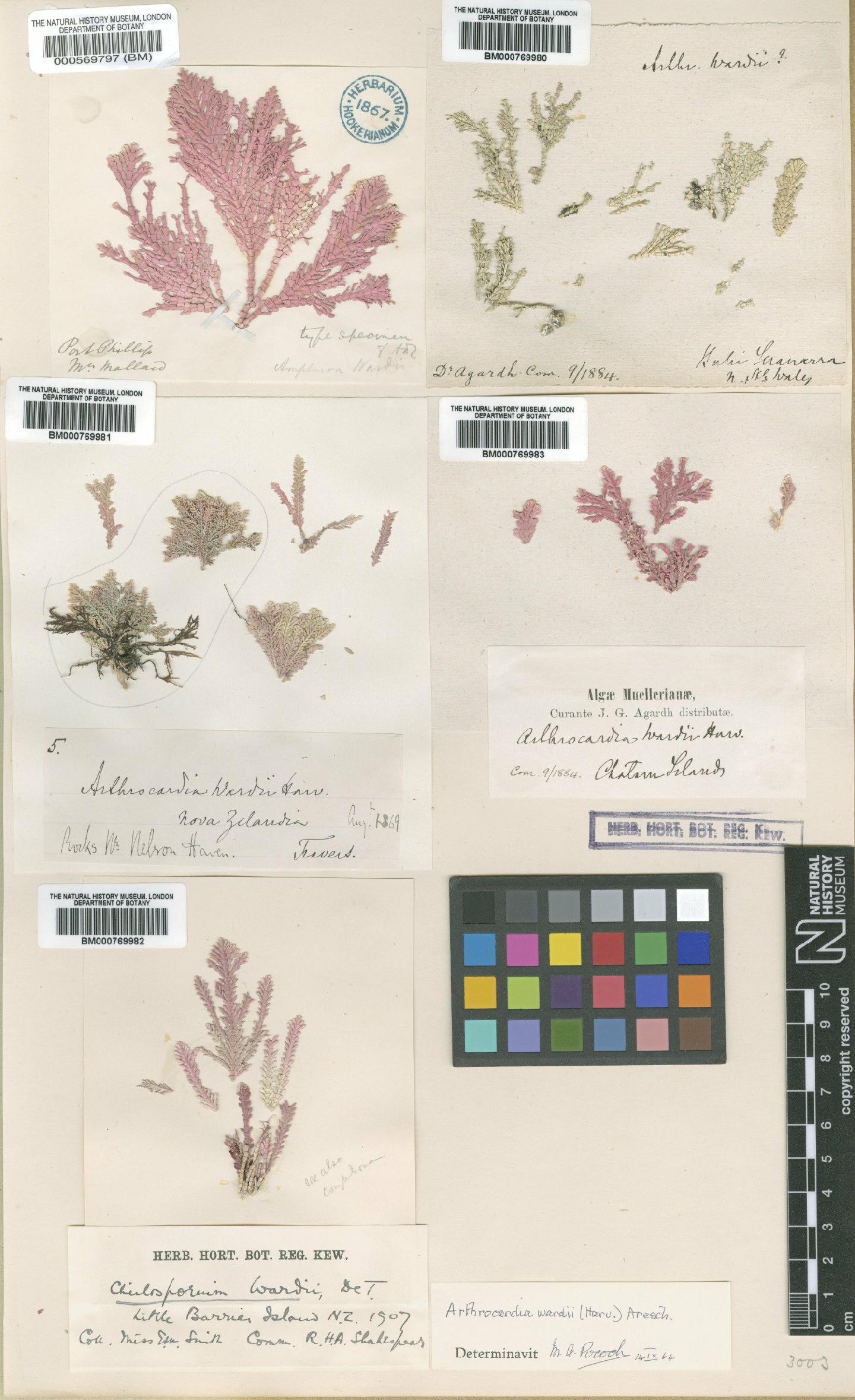 To NHMUK collection (Arthrocardia wardii (Harv.) F.Aresch.; Type; NHMUK:ecatalogue:545928)