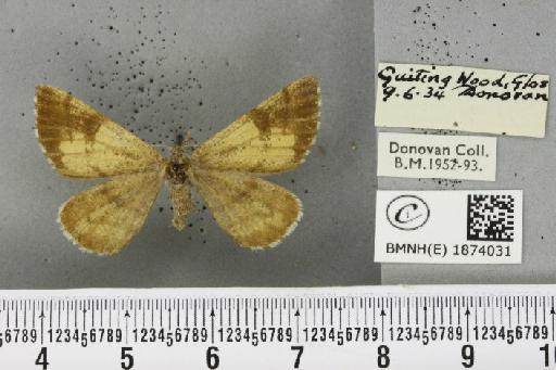 Bupalus piniaria (Linnaeus, 1758) - BMNHE_1874031_489943