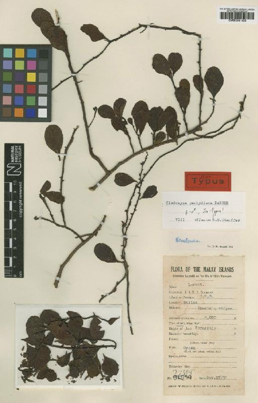 Cladomyza pachydisca Danser - BM000951302
