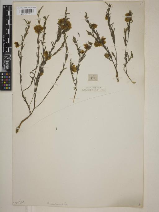 Guichenotia angustifolia - BM013838428