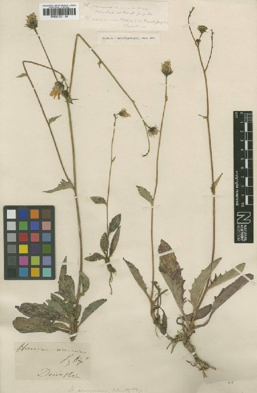 Hieracium maculatum subsp. arenarium (Sch.Bip.) Zahn - BM001051139